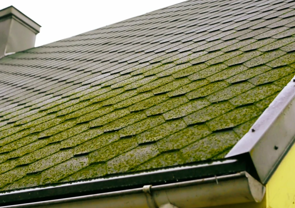 roof tiles covered with moss in time