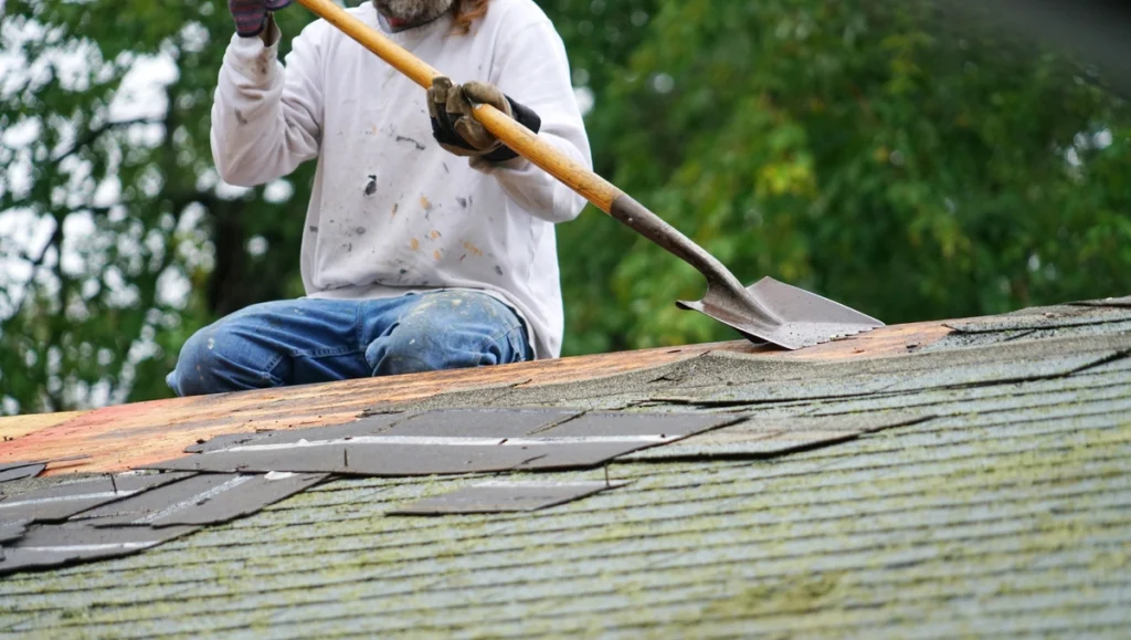 worker removing the moss covered asphalt shingles from the roof