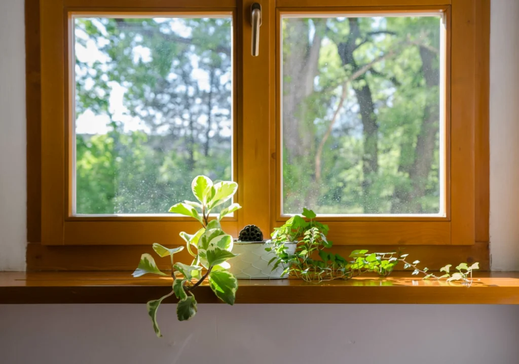 closeup of wood window with plant sitting in the sunlight